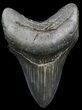 Sharply Serrated Megalodon Tooth - Georgia #34636-1